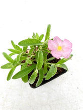 Load image into Gallery viewer, Perennial - Cistus creticus 'Grayswood Pink Rock Rose' (4 Inch) Product vendor