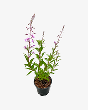 Load image into Gallery viewer, Shrub - Cornus stolonifera 'Red Twig Dogwood' (1 Gallon) Product vendor