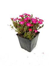 Load image into Gallery viewer, Succulent - Delosperma hybrida 'Jewel of the Desert Amethyst' (4 Inch) Product vendor