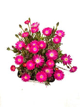 Load image into Gallery viewer, Succulent - Delosperma hybrida 'Jewel of the Desert Amethyst' (4 Inch) Product vendor