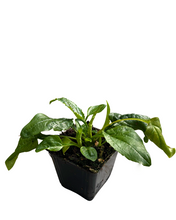 Load image into Gallery viewer, Perennial - Echinacea purpurea 'Pow Wow' (4 Inch) Product vendor