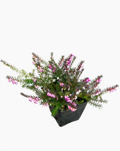 Load image into Gallery viewer, Shrub - Erica x darleyensis 'Kramer's Red Heather' (4 Inch) Product vendor