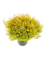 Load image into Gallery viewer, Shrub - Erica x darleyensis 'Mary Helen Winter Heather' (1 Gallon) Product vendor