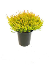Load image into Gallery viewer, Shrub - Erica x darleyensis 'Mary Helen Winter Heather' (1 Gallon) Product vendor