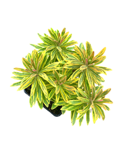 Load image into Gallery viewer, Perennial - Euphorbia x martinii ‘Ascot Rainbow Spurge’ (4 Inch) Product vendor