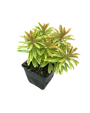 Load image into Gallery viewer, Perennial - Euphorbia x martinii ‘Ascot Rainbow Spurge’ (4 Inch) Product vendor