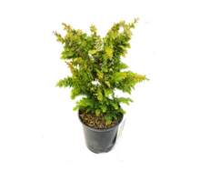 Load image into Gallery viewer, Shrub - Chamaecyparis obtusa 'Fernspray Gold Hinoki Cypress' (1 Gallon) Product vendor