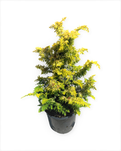 Load image into Gallery viewer, Shrub - Chamaecyparis obtusa 'Fernspray Gold Hinoki Cypress' (1 Gallon) Product vendor