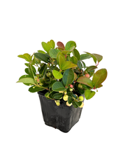 Load image into Gallery viewer, Ground Cover - Gaultheria procumbens 'Wintergreen' (4 Inch) Product vendor