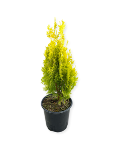 Shrub - Chamaecyparis lawsoniana 'Golden Euro Cypress’ (1 Gallon)