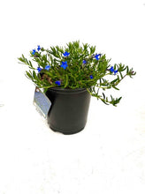 Load image into Gallery viewer, Ground Cover - Lithodora diffusa 'Grace Ward' (1 Gallon) Product vendor