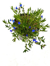 Load image into Gallery viewer, Ground Cover - Lithodora diffusa 'Grace Ward' (1 Gallon) Product vendor