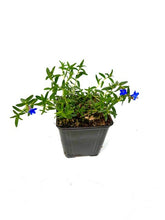 Load image into Gallery viewer, Ground Cover - Lithodora diffusa 'Grace Ward' (4 Inch) Product vendor