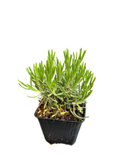 Load image into Gallery viewer, Ornamental Herb - Lavandula intermedia 'Grosso Lavender' (4 Inch) Product vendor