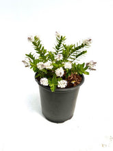 Load image into Gallery viewer, Shrub - Hebe 'Milkyway' (1 Gallon) Product vendor