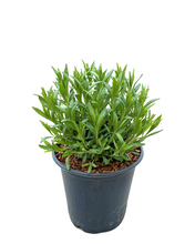Load image into Gallery viewer, Ornamental Herb - Lavandula angustifolia 'Hidcote Blue Lavender' (1 Gallon) Product vendor
