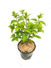 Load image into Gallery viewer, Shrub - Hydrangea paniculata 'Pink Lady' (1 Gallon) Product vendor