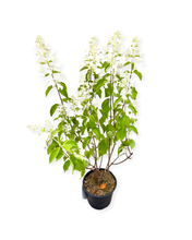 Load image into Gallery viewer, Shrub - Hydrangea paniculata 'Pink Lady' (1 Gallon) Product vendor