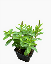 Load image into Gallery viewer, Shrub - Hypericum calycinum 'St. John's Wort' (4 Inch) Product vendor