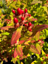 Load image into Gallery viewer, Shrub - Hypericum androsaemum 'Seifire Red Ignite St. John's Wort' (1 Gallon) Product vendor