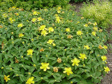 Load image into Gallery viewer, Shrub - Hypericum calycinum 'St. John's Wort' (4 Inch) Product vendor