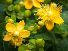 Load image into Gallery viewer, Shrub - Hypericum calycinum 'St. John's Wort' (4 Inch) Product vendor