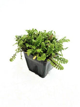 Load image into Gallery viewer, Ground Cover - Leptinella squalida 'New Zealand Brass Buttons' (4 Inch) Product vendor