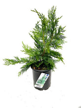 Load image into Gallery viewer, Shrub - Cupressocyparis leylandii 'Leyland Cypress' (1 Gallon) Product vendor