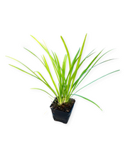 Load image into Gallery viewer, Grass - Liriope musscari 'Big Blue' (4 Inch) Product vendor