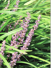 Load image into Gallery viewer, Grass - Liriope Spicata 'Creeping' (4 Inch) Product vendor
