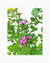 Load image into Gallery viewer, Shrub - Symphoricarpos doorenbosii 'Marleen Pink Snowberry' (1 Gallon) Product vendor