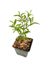 Load image into Gallery viewer, Shrub - Buddleja davidii 'Nanho Blue Butterfly Bush' (4 Inch) Product vendor