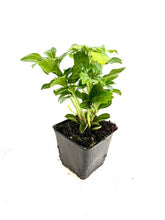 Load image into Gallery viewer, Ground Cover - Pachysandra terminalis 'Green Sheen' (4 Inch) Product vendor