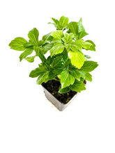 Load image into Gallery viewer, Ground Cover - Pachysandra terminalis 'Green Sheen' (4 Inch) Product vendor