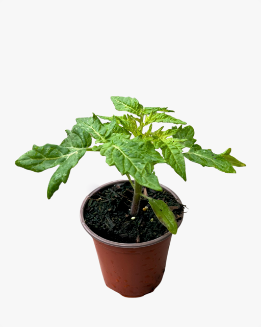 Fruit - Solanum lycopersicum 'Patio Tomato' (3.5 Inch)