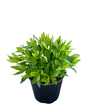 Load image into Gallery viewer, Perennial - Phlox paniculata 'Ka-Pow White' (1 Gallon) Product vendor