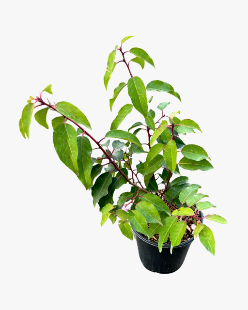 Hedging - Prunus lusitanica 'Lolita Laurel' (1 Gallon)