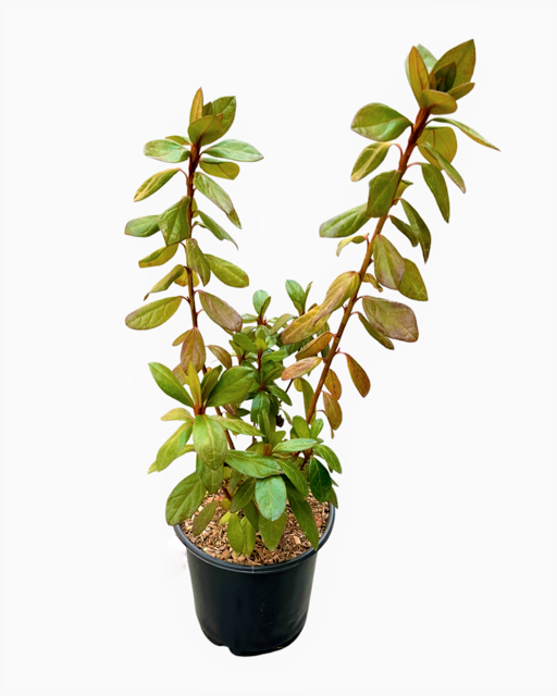 Shrub