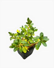 Load image into Gallery viewer, Shrub - Rhododendron obtusum 'Silvester Azalea' (4 Inch) Product vendor