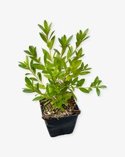 Load image into Gallery viewer, Shrub - Rhododendron 'Blue Danube Azalea'  (4 Inch) Product vendor