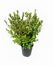 Load image into Gallery viewer, Shrub - Rhododendron obtusum 'Panda Azalea' (1 Gallon) Product vendor