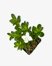 Load image into Gallery viewer, Shrub - Rhododendron obtusum 'Panda Azalea' (4 Inch) Product vendor