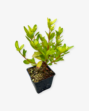 Load image into Gallery viewer, Shrub - Rhododendron 'Vuky's Scarlet Azalea' (4 Inch) Product vendor