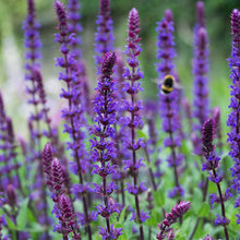 Load image into Gallery viewer, Perennial - Salvia nemorosa 'Salvatore Blue' (4 Inch) Product vendor