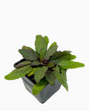 Load image into Gallery viewer, Perennial - Salvia nemorosa 'Salvatore Blue' (4 Inch) Product vendor