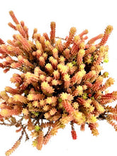 Load image into Gallery viewer, Ground Cover - Sedum acre 'Gold Moss' (4 Inch) Product vendor