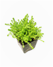 Load image into Gallery viewer, Ground Cover - Sedum acre 'Gold Moss' (4 Inch) Product vendor