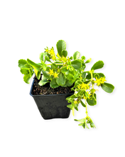 Load image into Gallery viewer, Ground Cover - Sedum kamtschaticum 'Russian Stonecrop' (4 Inch) Product vendor