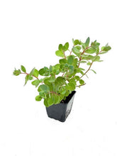Load image into Gallery viewer, Ground Cover - Sedum telephium 'Vera Jameson' (4 Inch) Product vendor