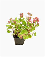 Load image into Gallery viewer, Ground Cover - Sedum telephium 'Vera Jameson' (4 Inch) Product vendor